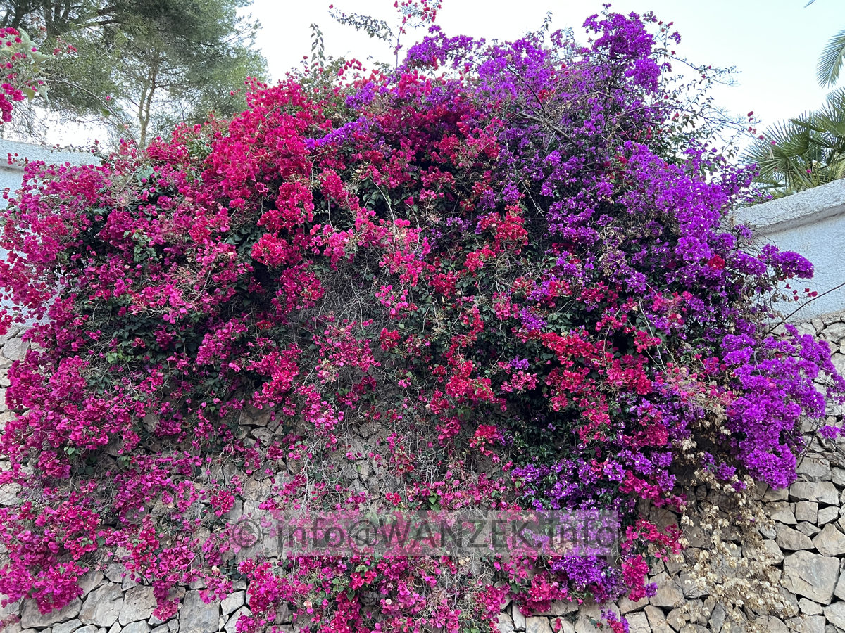 Bougainvillea glabra Sanderiana 2025-05-23 -2.jpg
